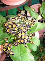 Polyanthus - Gold Laced (1) (Photo F. Mrugala)